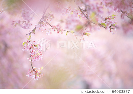 Sakura Sakura Sakura SAKURA Cherry blossom Spring Kawazu Sakura Some Yoshino Sakura Sakura Sakura SAKURA Cherry blossom Spring Kawazu Sakura Some Yoshino 64083877