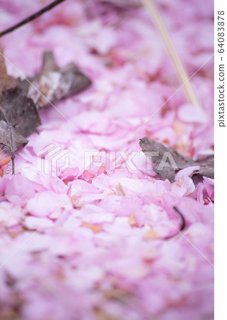 Sakura Sakura Sakura SAKURA Cherry blossom Spring Kawazu Sakura Some Yoshino Sakura Sakura Sakura SAKURA Cherry blossom Spring Kawazu Sakura Some Yoshino 64083878