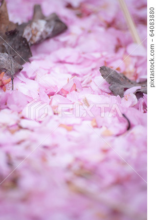 Sakura Sakura Sakura SAKURA Cherry blossom Spring Kawazu Sakura Some Yoshino Sakura Sakura Sakura SAKURA Cherry blossom Spring Kawazu Sakura Some Yoshino 64083880