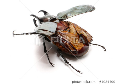 Beetle chalcosoma caucasus on white background 64084100