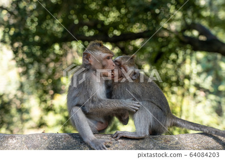 Monkey Forest Monkey Monkey Forest Monkey 64084203