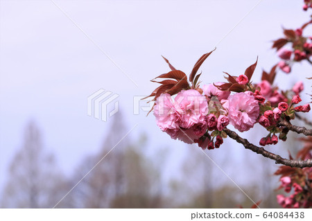 雙櫻花 64084438