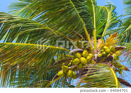Coconut palm tree is under blue sky 64084701