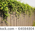Ivy plant or green vine on a galvanized fence on a blue sky background. 64084804