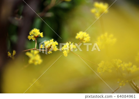 雲集 雲集 64084961