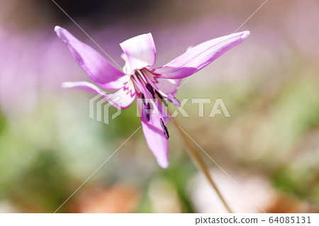 Katakuri Katakuri 64085131