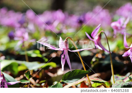 Katakuri Katakuri 64085288