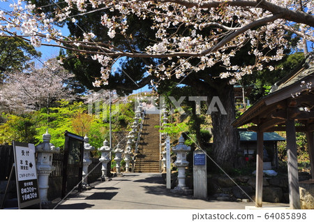 神奈川縣厚木市飯山觀音（長谷寺）鳥門法櫻花樹 64085898