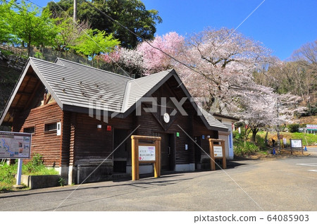 神奈川縣厚木市飯山白山森林公園停車場和櫻花 照片素材 圖片 圖庫