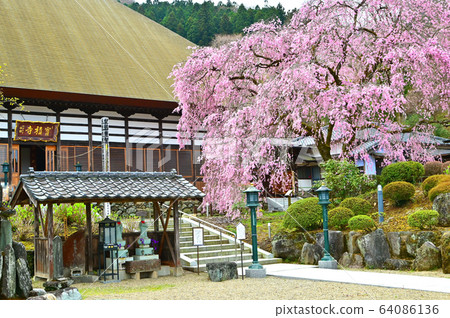 護寺寺紅垂櫻 64086136