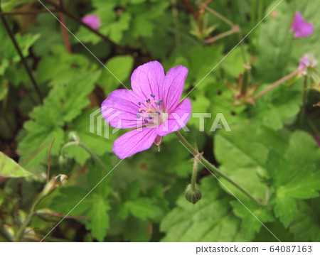 Geranium thunbergii Geranium thunbergii 64087163