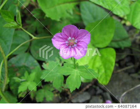 元野翔子 64087164