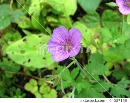 元野翔子 64087166