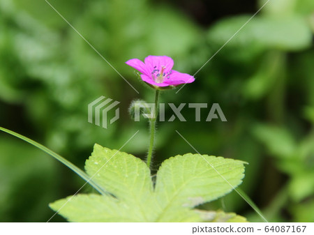 元野翔子 64087167