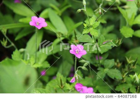 元野翔子 64087168