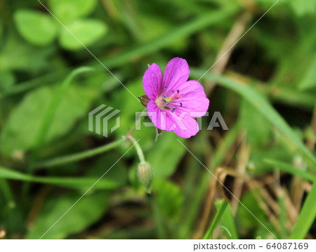 元野翔子 64087169