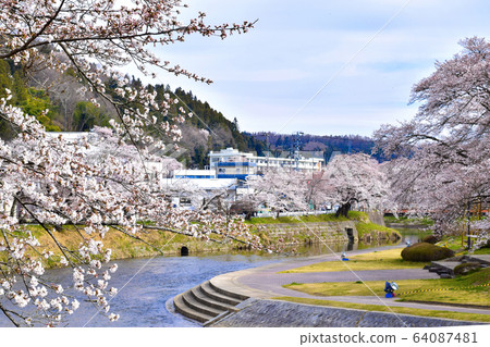 Sakuradani, a row of cherry trees in the Kitagawa River, Ishikawa Town 64087481