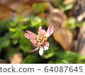 Senbon Yari 64087645