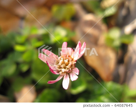 Senbon Yari 64087645