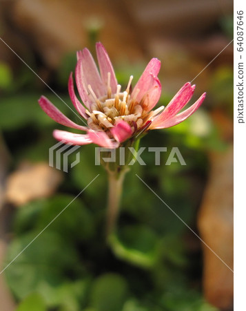 Senbon Yari 64087646