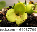 Marmican Aoi 'Kanzan' 64087799
