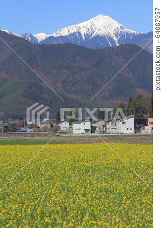 安zu野納米花盛開的春天 64087957