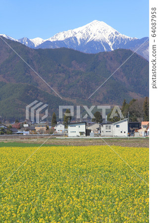 Azumino Nanohana blooming spring 64087958