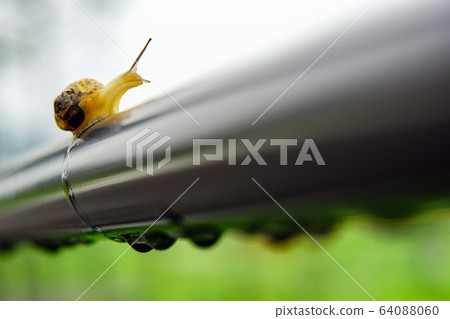 Snail I met while walking through the park on a rainy day 64088060