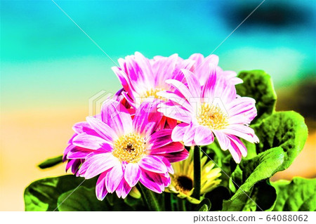 Gerbera 64088062