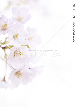 白色背景上的櫻花 64088107