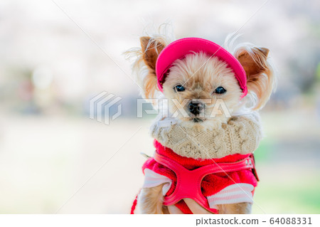 Funny Pictures Funny Pictures 64088331