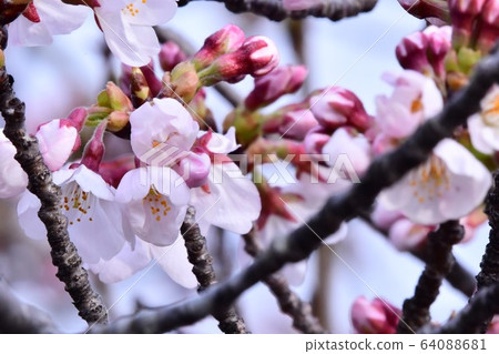 Sakura 4 April 7, 2020 Sakura 4 April 7, 2020 64088681