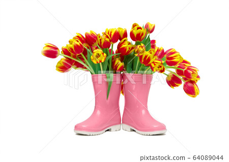 red flowers tulips with yellow border in ain pink rubber boots on white background, isolate red flowers tulips with yellow border in ain pink rubber boots on white background, isolate 64089044
