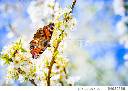Close-up photo of a butterfly and spreading pollen 64089366