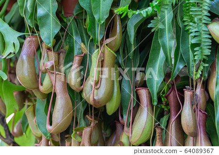 Nepenthes, Tropical pitcher plants and monkey cups (nepenthaceae) in garden. 64089367