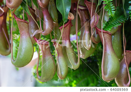 Nepenthes, Tropical pitcher plants and monkey cups (nepenthaceae) in garden. 64089369
