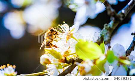 Close-up photo of a Honey Bee gathering nectar and 64089381