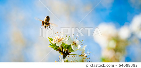Close-up photo of a Honey Bee gathering nectar and Close-up photo of a Honey Bee gathering nectar and 64089382