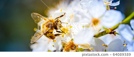 Close-up photo of a Honey Bee gathering nectar and Close-up photo of a Honey Bee gathering nectar and 64089389