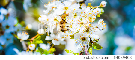 Close-up photo of a Honey Bee gathering nectar and 64089408