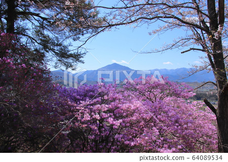Rock azalea and Mt. 64089534