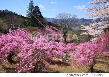 杜鵑花杜鵑花和櫻花盛開在山。 64089539