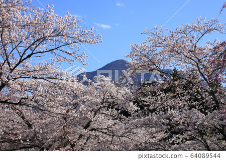 Beautiful cherry blossoms and Mt. Buko in Hitsujiyama Park, Chichibu City, Saitama Prefecture Beautiful cherry blossoms and Mt. Buko in Hitsujiyama Park, Chichibu City, Saitama Prefecture 64089544