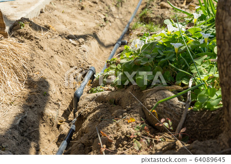 Tree roots and water pipes Plumbing work Water works 64089645