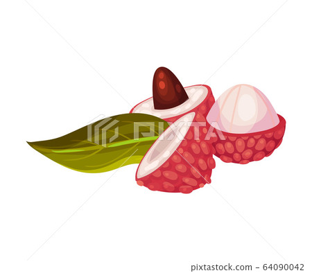 Litchi Fruit with Rough Opened Pink-red Rind and Sweet Flesh Inside Vector Illustration Litchi Fruit with Rough Opened Pink-red Rind and Sweet Flesh Inside Vector Illustration 64090042