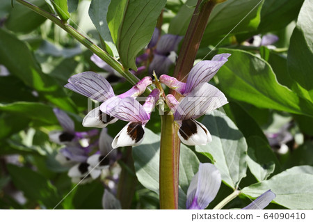 Broad bean flowers 64090410