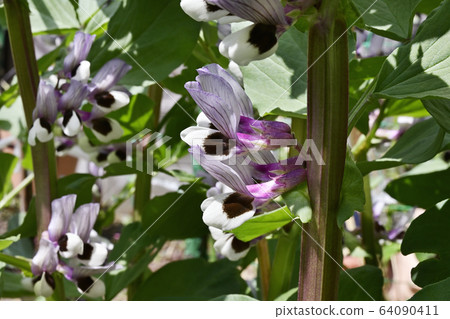 Broad bean flowers 64090411
