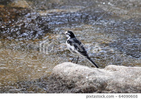 Wagtail Wagtail 64090608