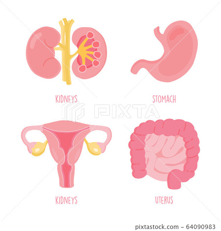 Set of human internal organs including stomach, intestine, uterus and kidneys 64090983