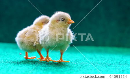 The yellow chicks 64091354